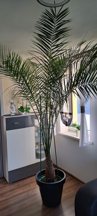 Duża Palma w donicy