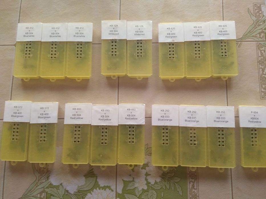 Продам Зимувалі матки Ф0 на кінець травня Острівні чи іо / шз ио