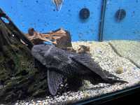 Pleco com 25 apox