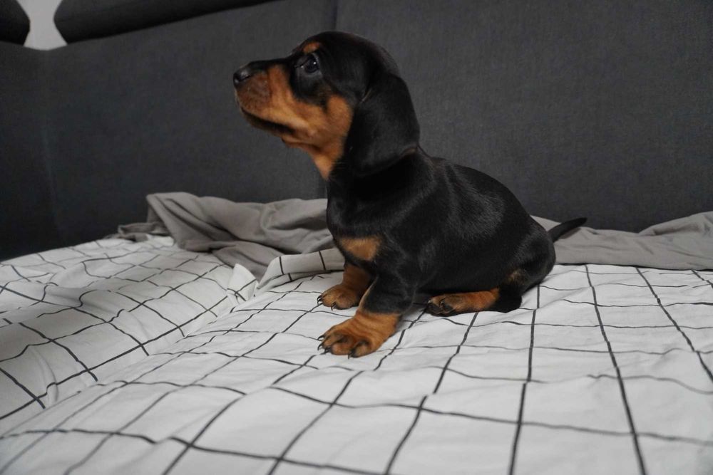 Jamnik suczka szczeniak