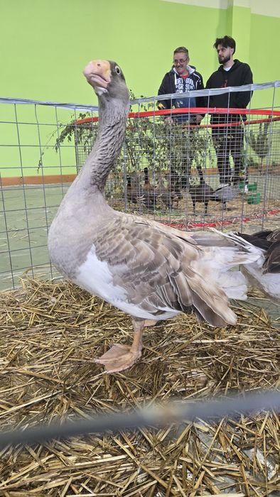 Samiec gęsi bojowej Tula Litewska Linia!