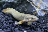 Vendo Polypterus 10cm