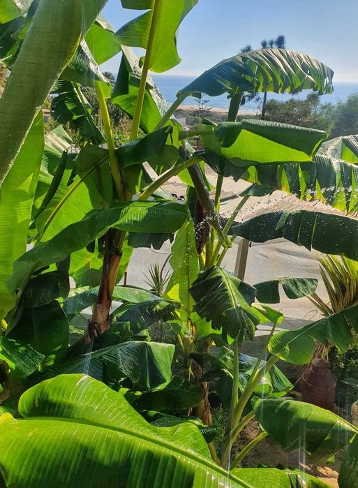 Árvores bananeiras