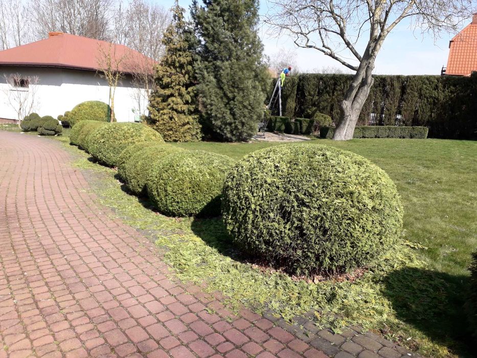 cięcie żywopłotów Formowanie krzewów ozdobnych pielęgnacja ogrodu