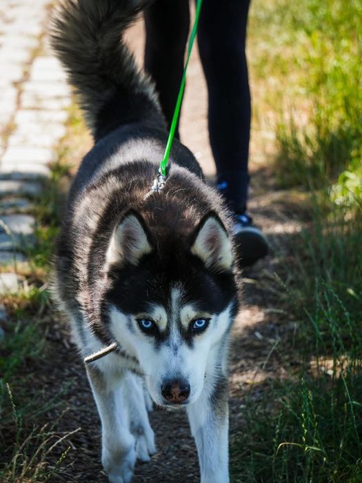 Grubson w typie Husky do odpowiedzianej adopcji