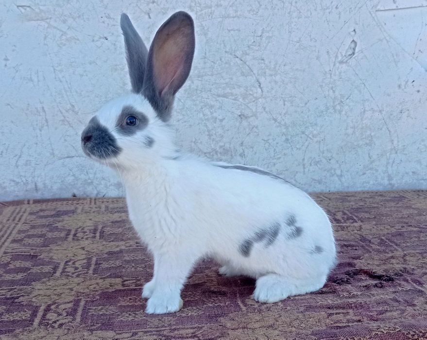 Німецький строкач