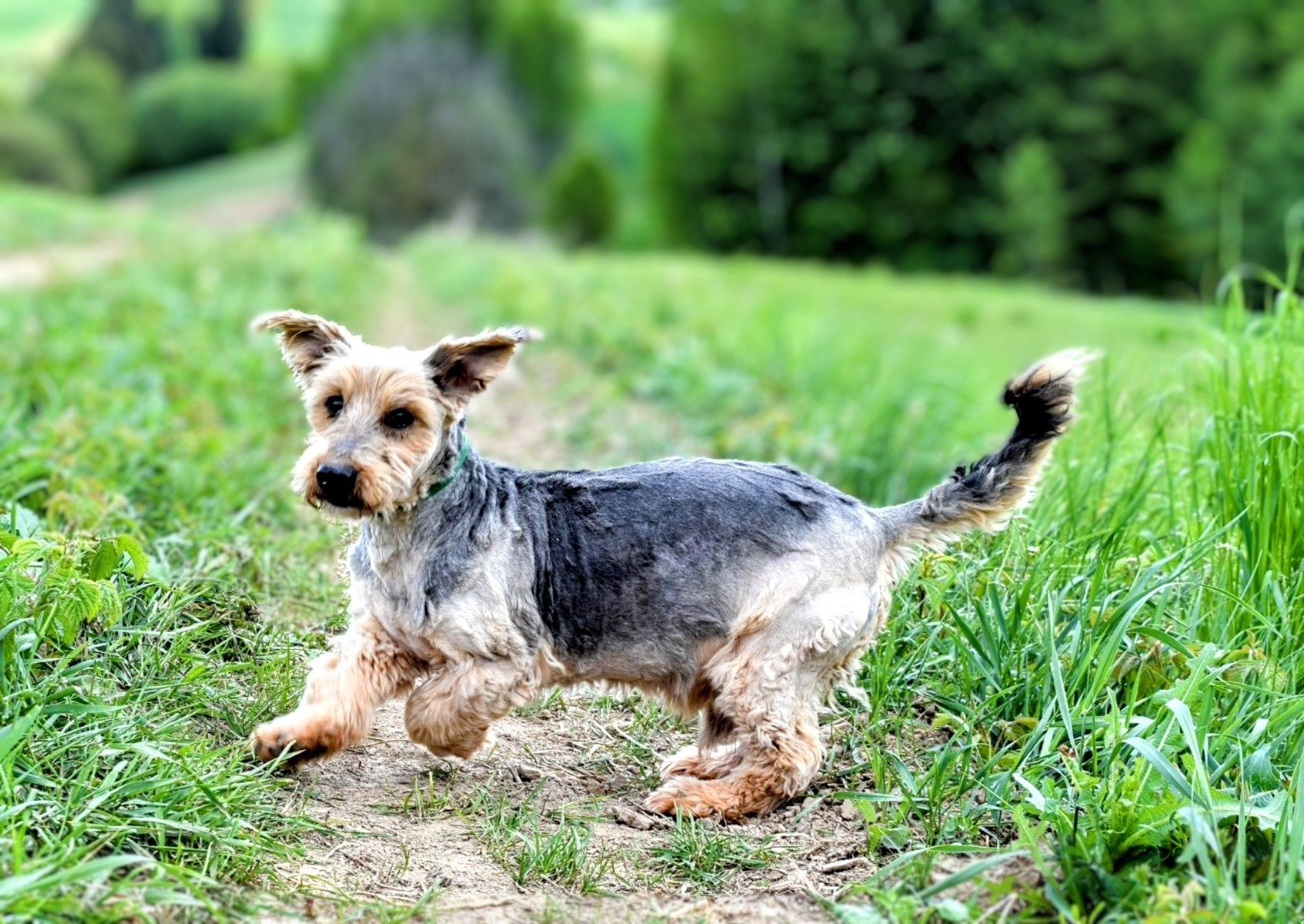 Starszy piesek do adopcji