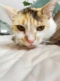 Kochana kotka Pralina tyle już przeszła w swoim krótkim życiu...