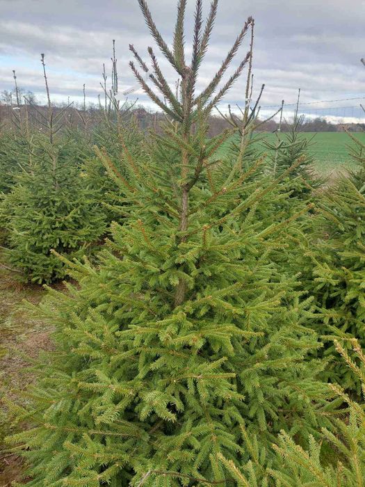 Choinki z własnej plantacji