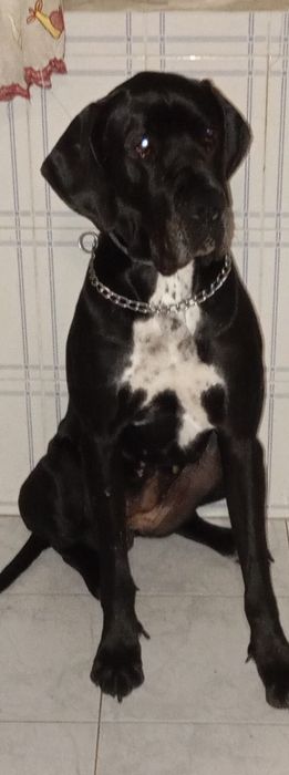 Doacao de dog alemão