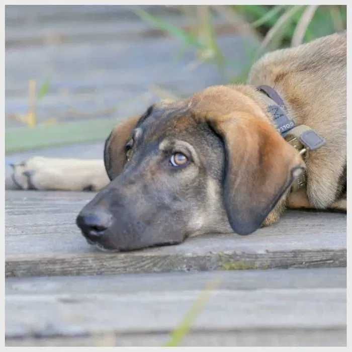 Щенок, щенки, пес