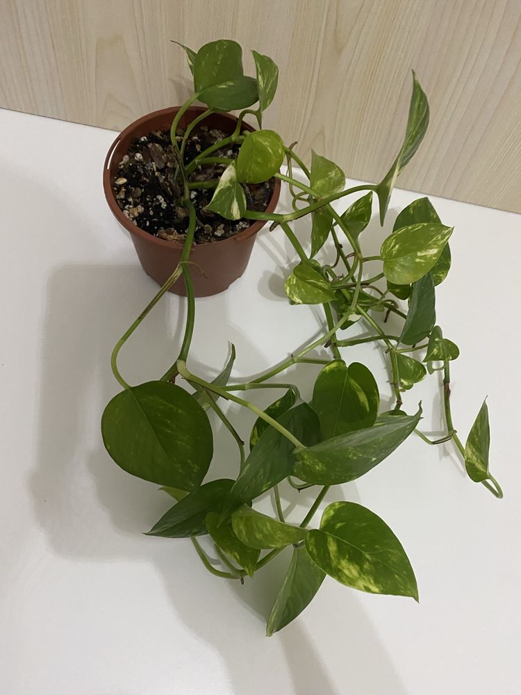 Planta Jiboia | Epipremnum aureum | Pothos