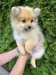 Szpic Pomeranian -Ajra