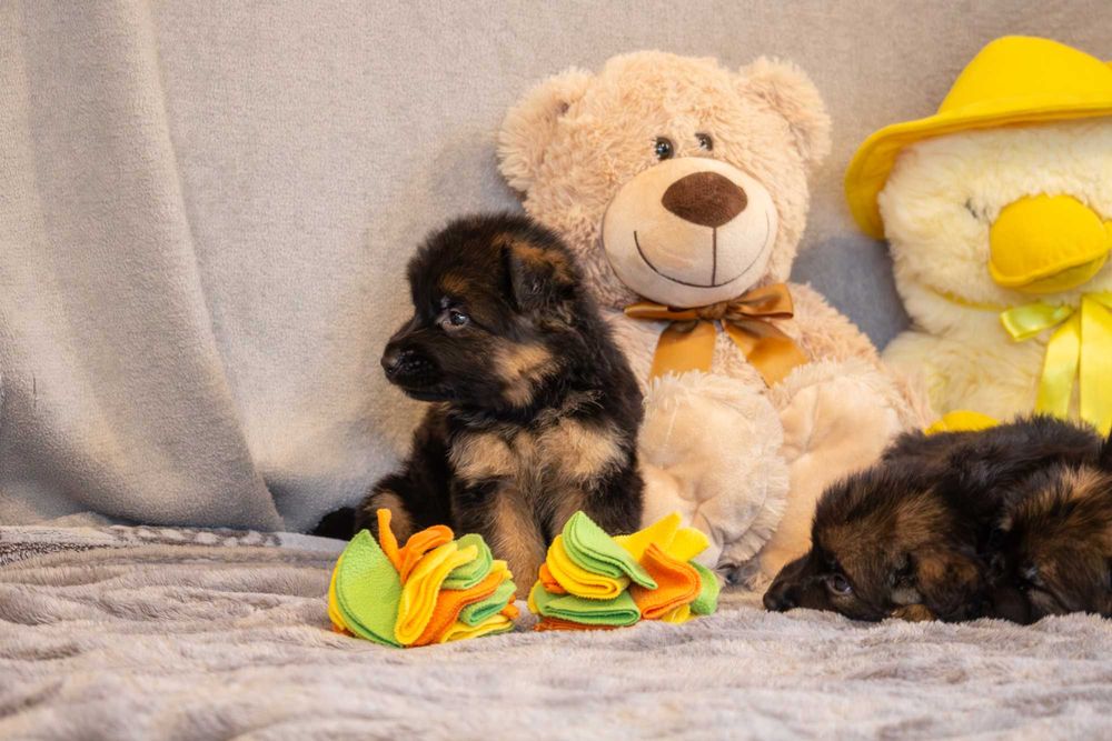 Szczeniak owczarek niemiecki długowłosy - odbiór listopad