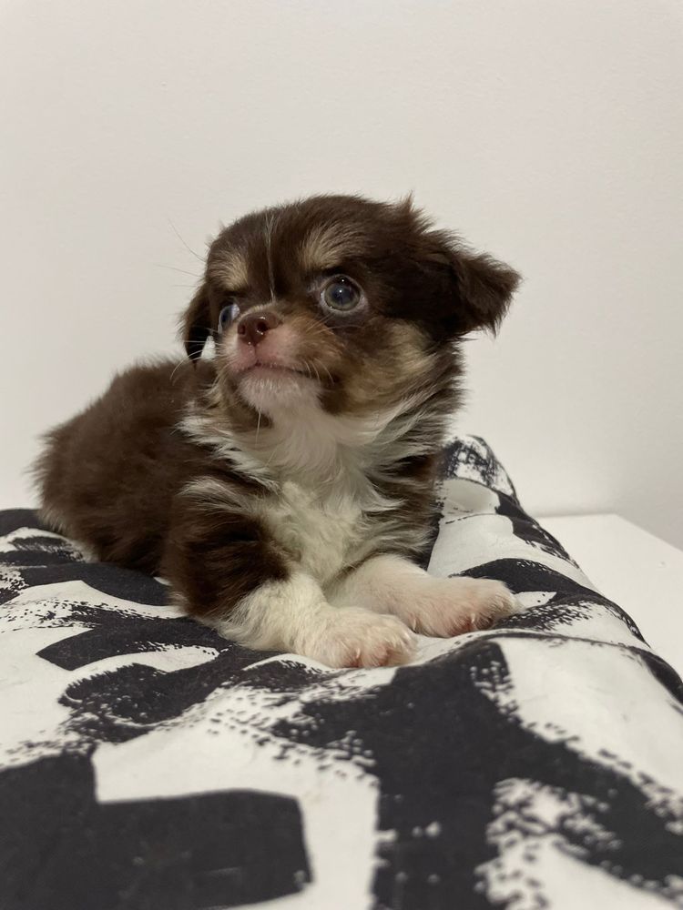 Chihuahua Femea mini Chocolate