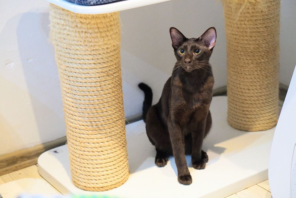 Peterbald kocurek orientalny gotowy do zmiany domku prawdziwy rodowód