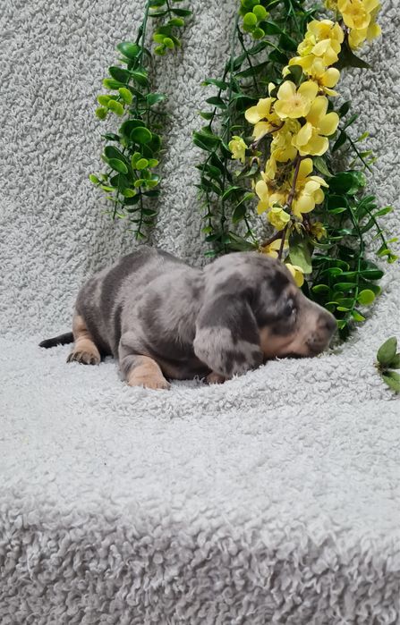 Estupendo Teckel Blue Arlequim de Qualidade