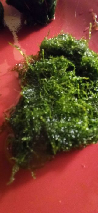 Яванський мох прод.