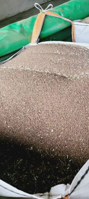 Facelia błękitna poplon