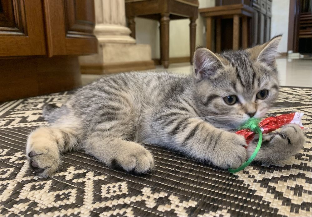 Котик Skottish straiht