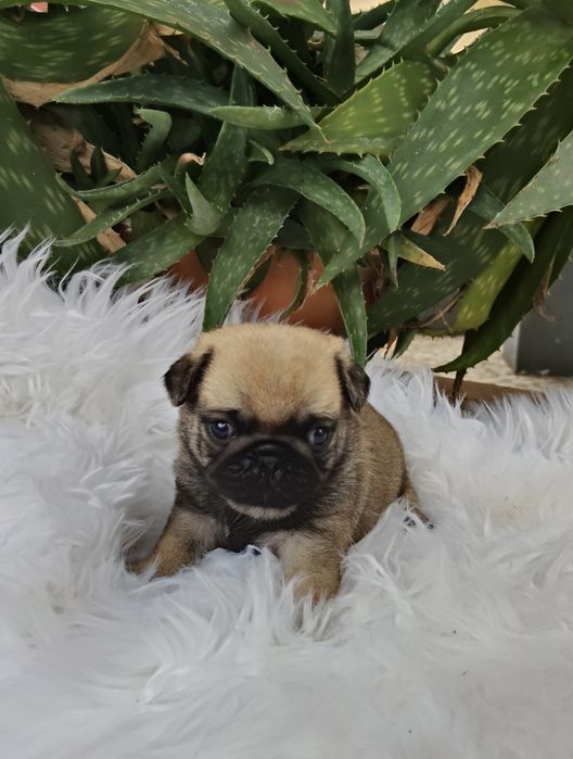 Pug Carlin com Lop