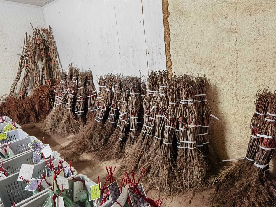 Videiras enxertadas (omega):196/17 e 1103-P