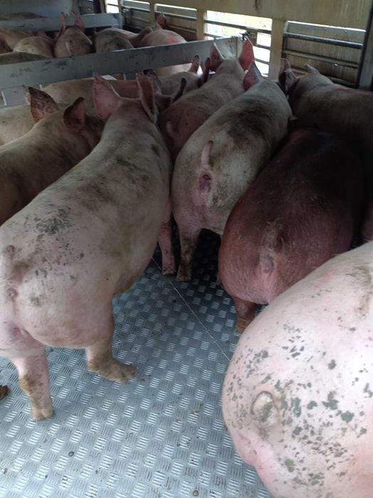 Продам свиней живой вагой