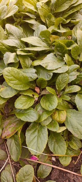 Dąbrówka rozłogowa