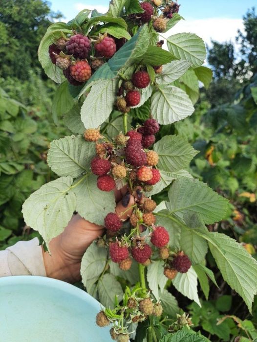 Малина ремонтантного сорту, яка плодоносить з липня до перших морозів.
