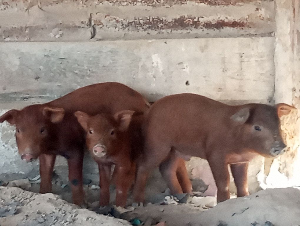 Troco proca com 3 filhotes por ovelhas bordadeira
