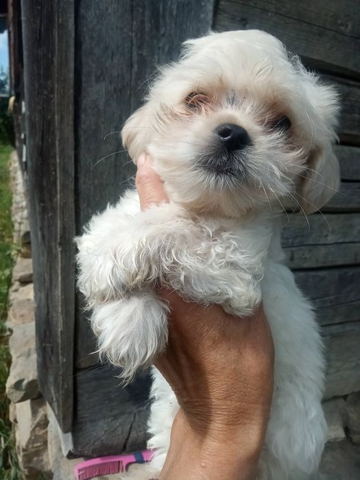 Мальтійська болонка