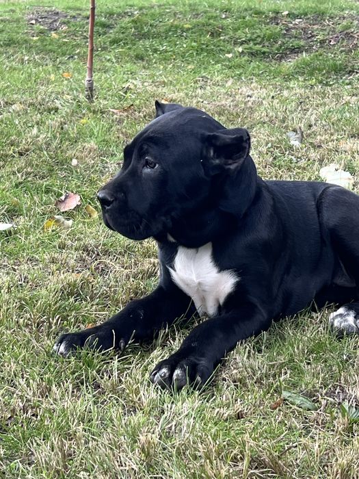 Питомник предлогает.Остались девочки,по спешите,цена просто огонь.