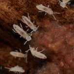 Colêmbolos Springtails Seira sp. para Terrário Paludário Micro fauna