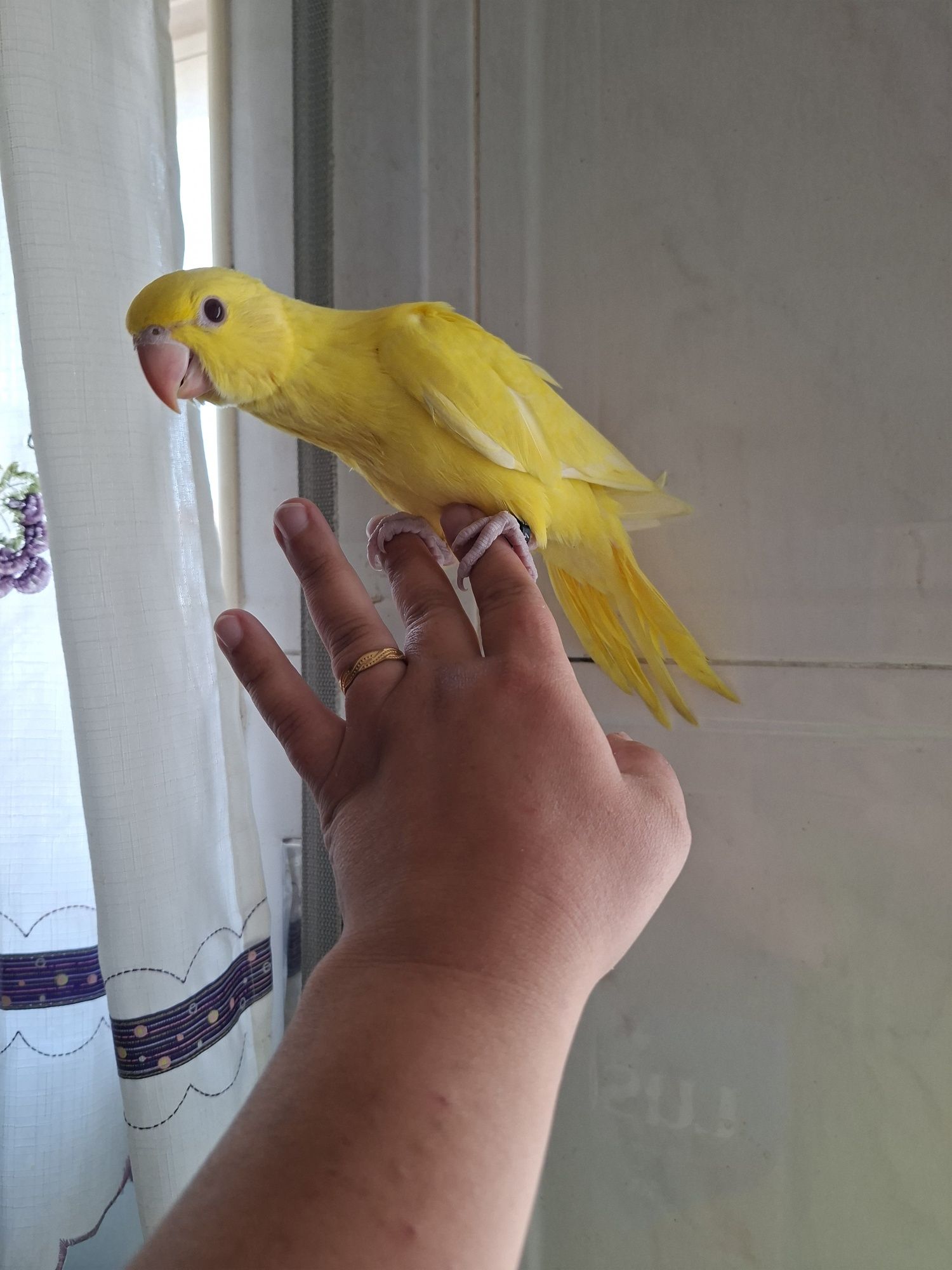 Ring neck domesticado