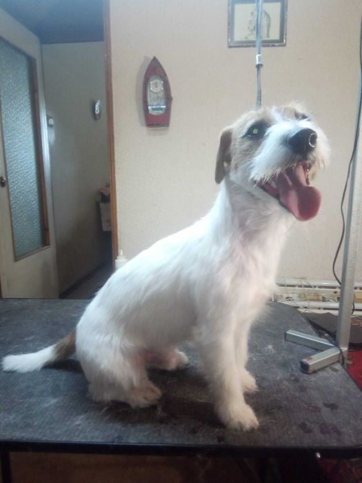 Тримминг и стрижки собак.