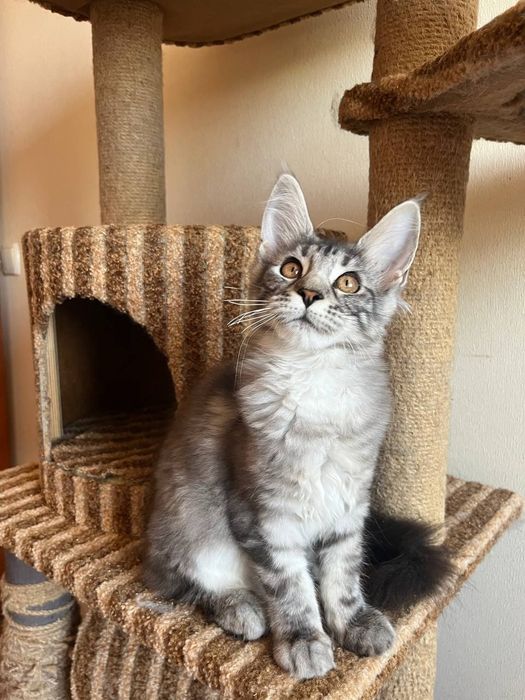 Кошенята мейн кун