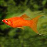 Molinezja czerwona - 3-4 cm - Sklep Zoologiczny ALTUM
