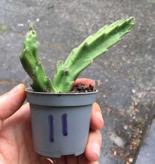 Stapelia grandiflora nr 11 duże włochate kwiaty