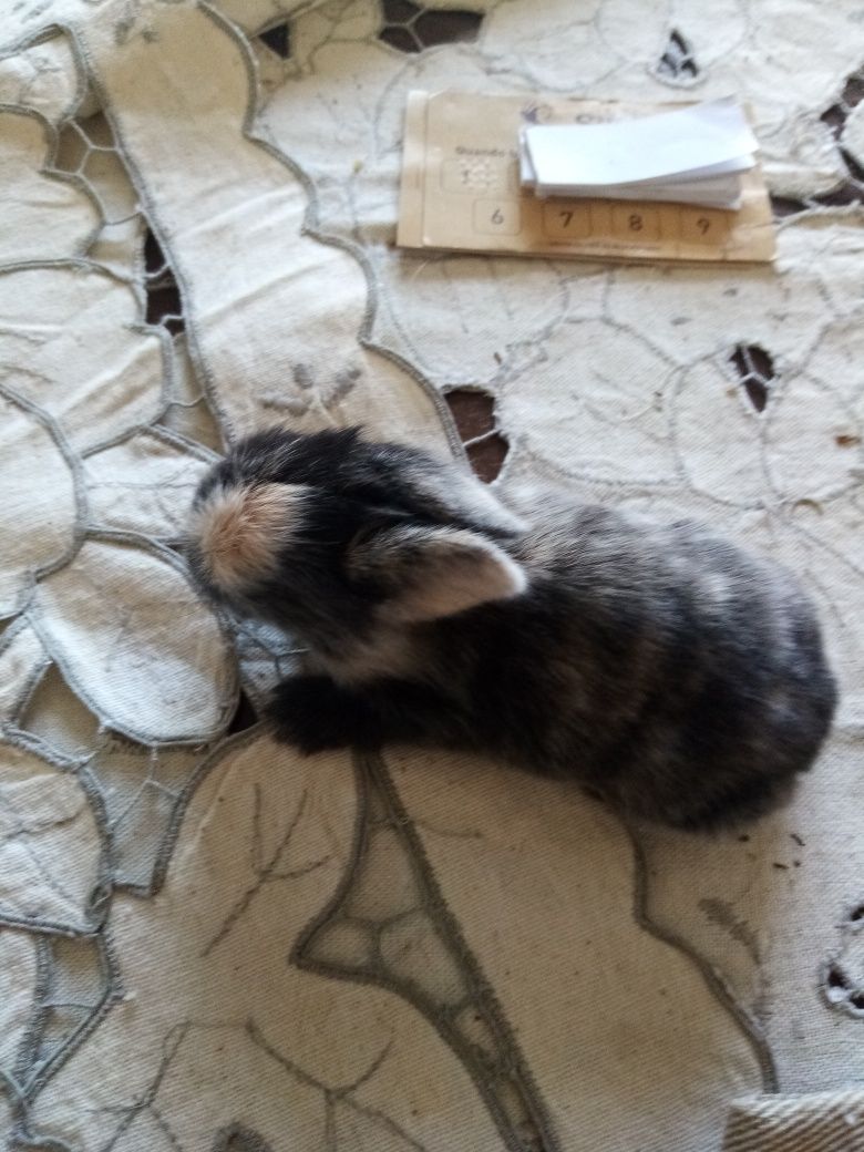 Vendo coelhos anões já vão a caixa de areia