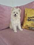PomaPoo. Chlopak. Pomeranian+Pudel