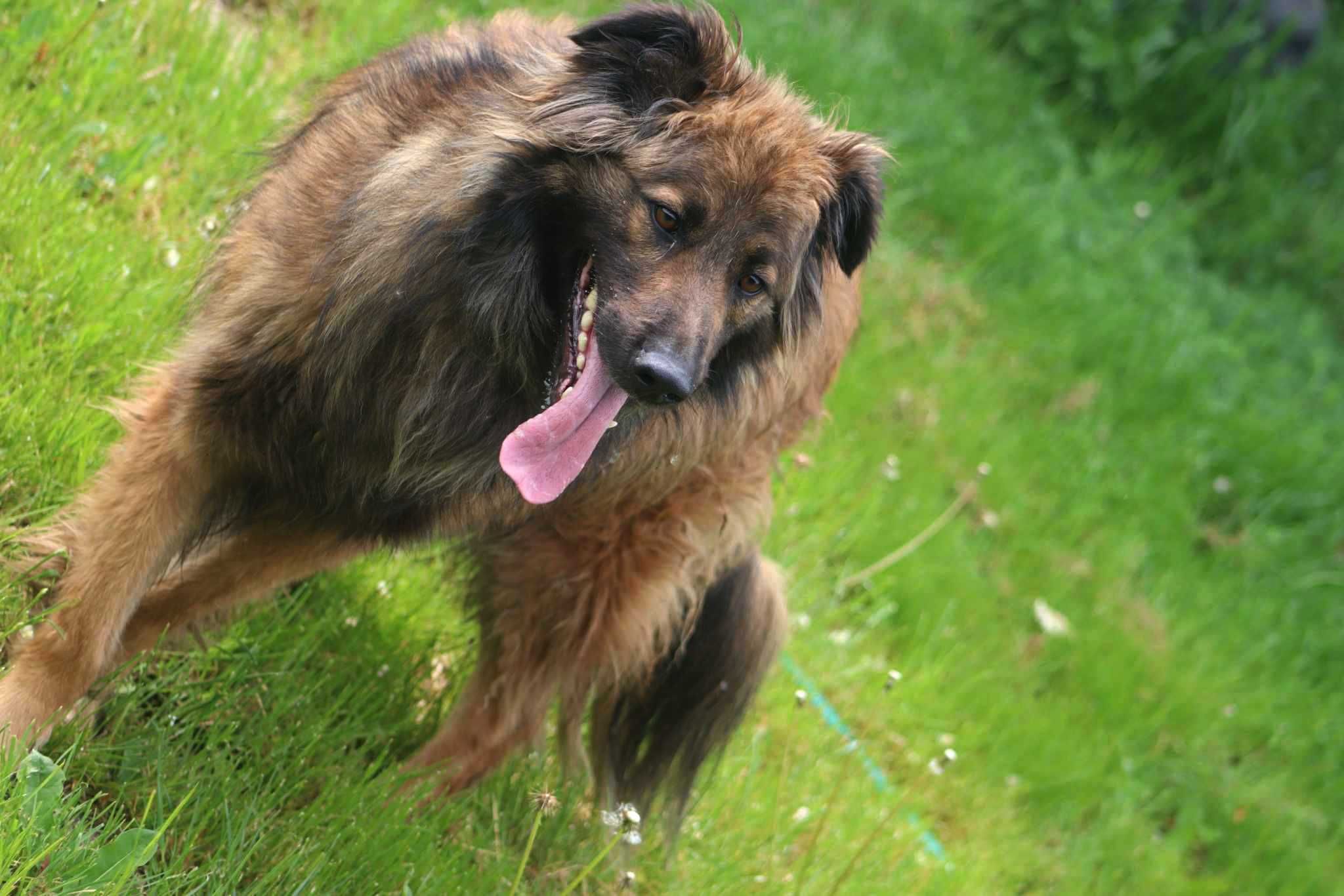 Luk spójrz, pokochaj, adoptuj