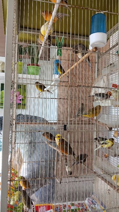 Viveiro rodas, e 22 canários