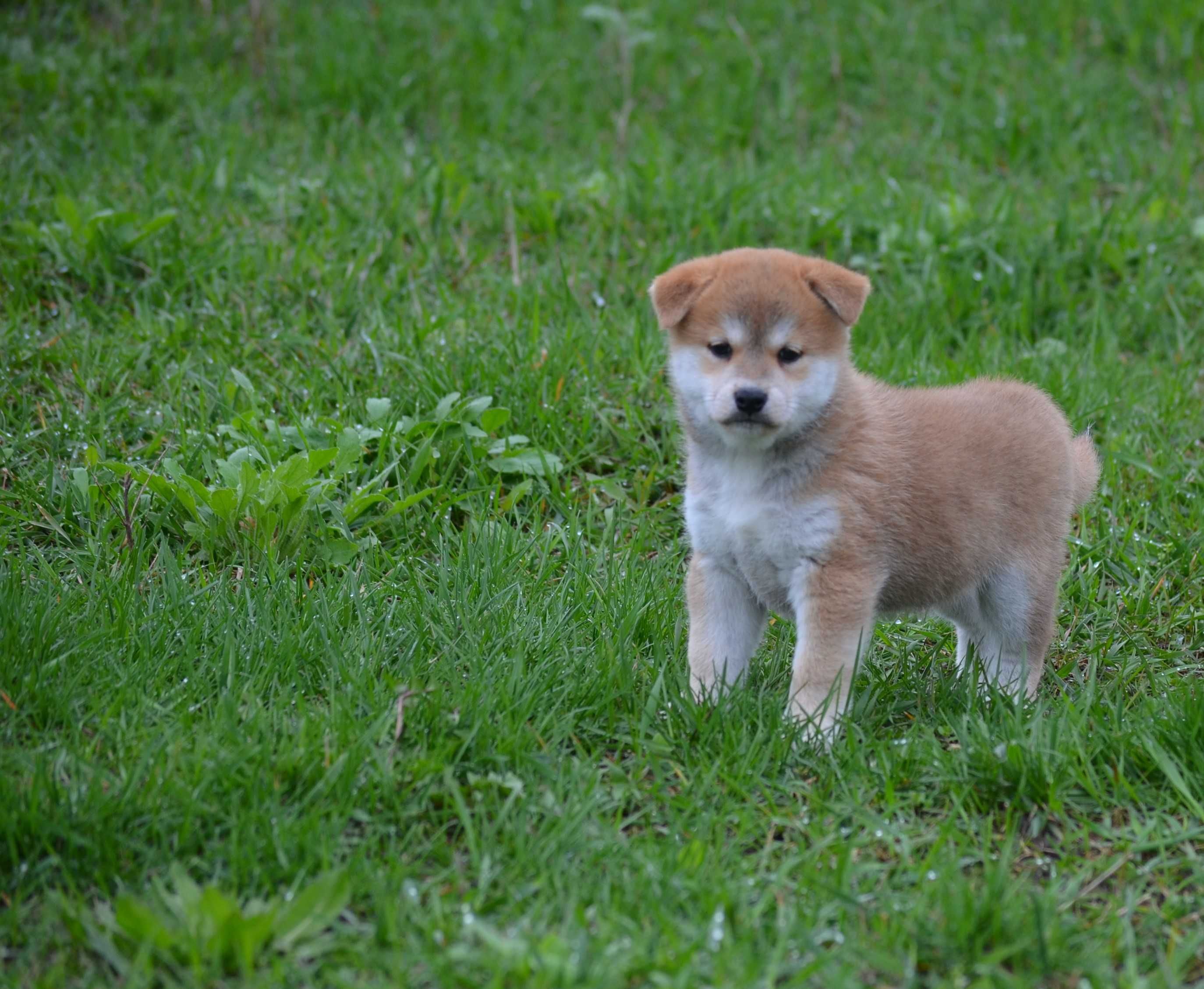 Шиба/Сіба іну/Shiba, КСУ-FCI! Київ, відправлю в інше місто чи країну