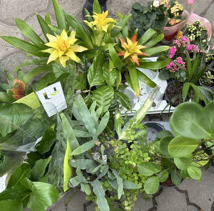 Комнатные растения