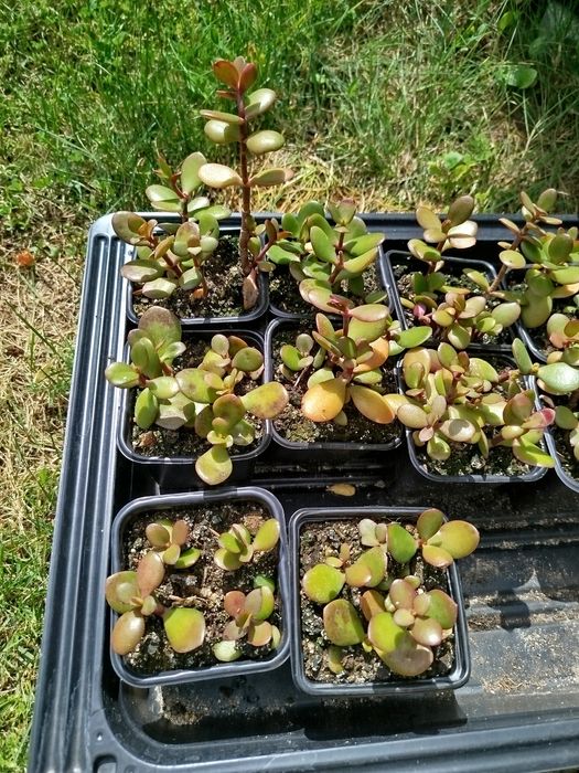 Małe sadzonki grubsza drzewko szczęścia