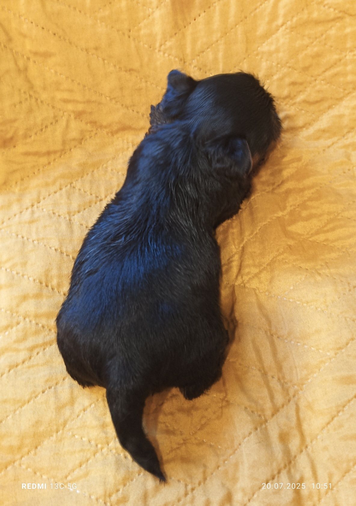 Yorkshire terrier