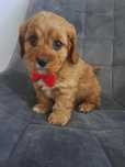 Cavapoo uroczy chłopczyk