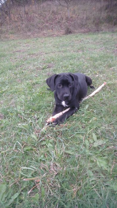 Кане-корсо.девачки .