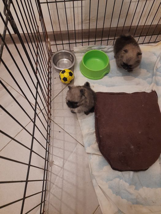 Продам плюшевых мишек