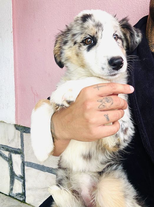 Excelente Menina border collie 3 meses merle